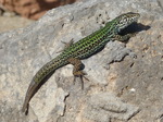 FZ027001 Colourful lizard on rocks.jpg